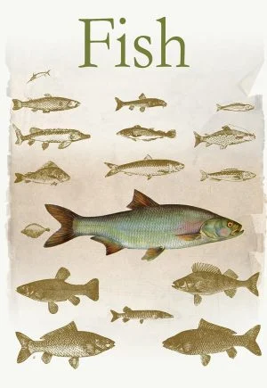 תמונת וינטאג׳ - Fish, דגים, סדרת רטרו, הום סטיילינג, תמונה לבית, הדפס איכותי על נייר, רעיון למתנה – תמונה 3