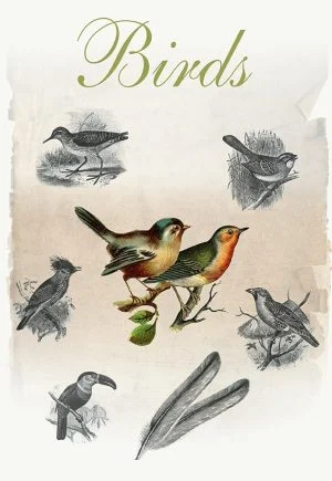 תמונת וינטאג׳ - Birds, ציפורים, סדרת רטרו, הום סטיילינג, תמונה לבית, הדפס איכותי על נייר, רעיון למתנה – תמונה 2